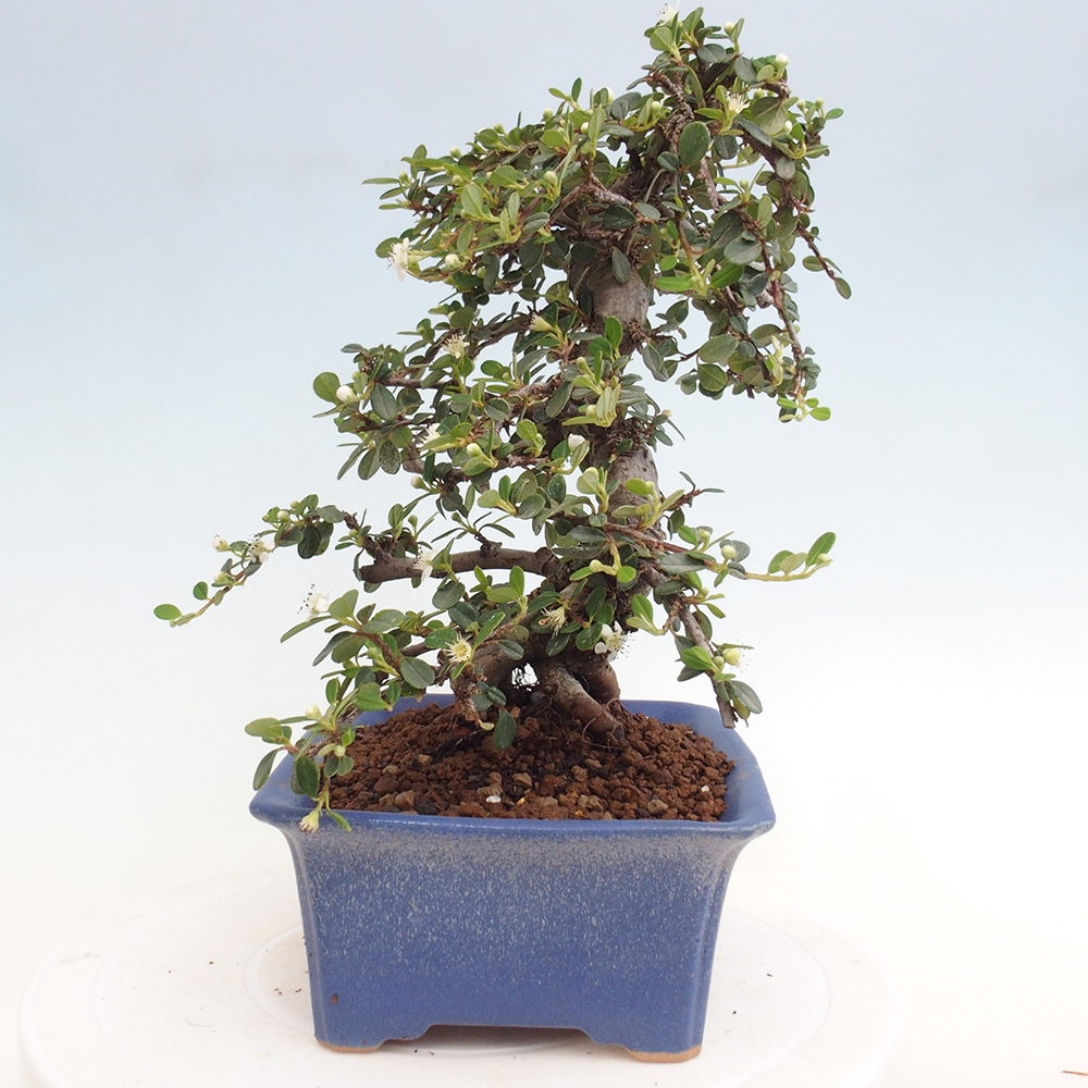 Venkovní bonsai-Cotoneaster dammeri - Skalník Damerův