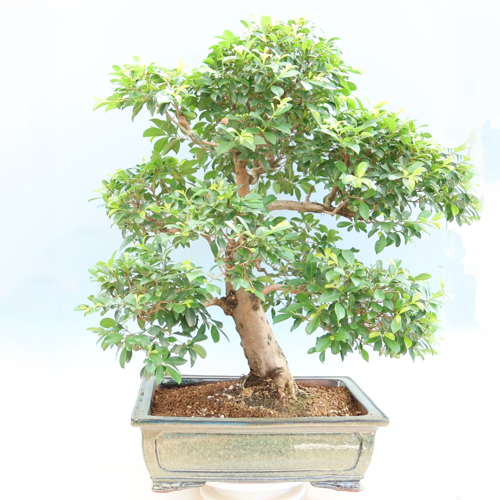 Pokojová bonsai - Australská třešeň - Eugenia uniflora 