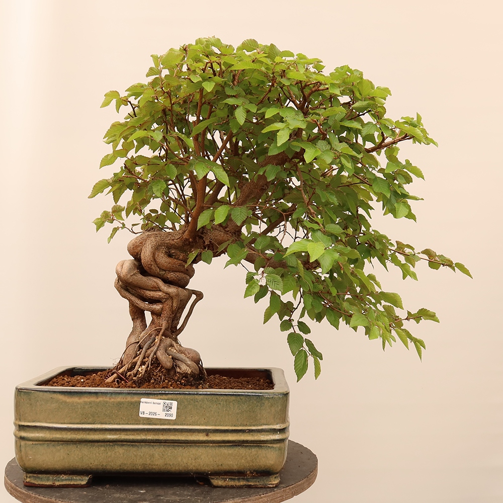 Venkovní bonsai -Carpinus Coreana - Habr korejský
