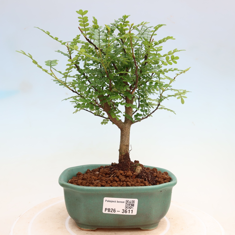 Pokojová bonsai - Zantoxylum piperitum - Pepřovník