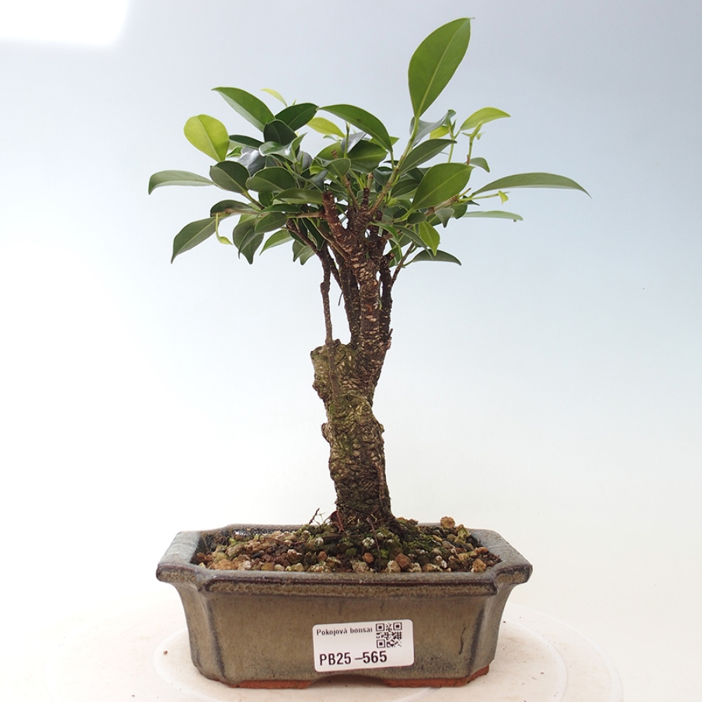 Pokojová bonsai - Ficus retusa -  malolistý fíkus