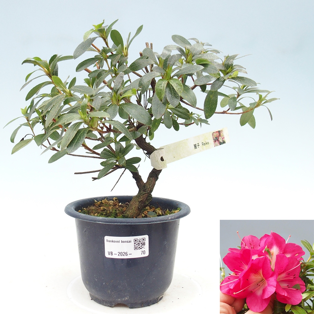 Venkovní bonsai - Japonská azalka - Azalea Reiko