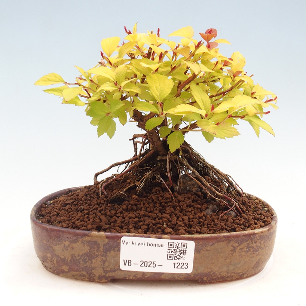 Venkovní bonsai - tavolník - Spirae Aurea