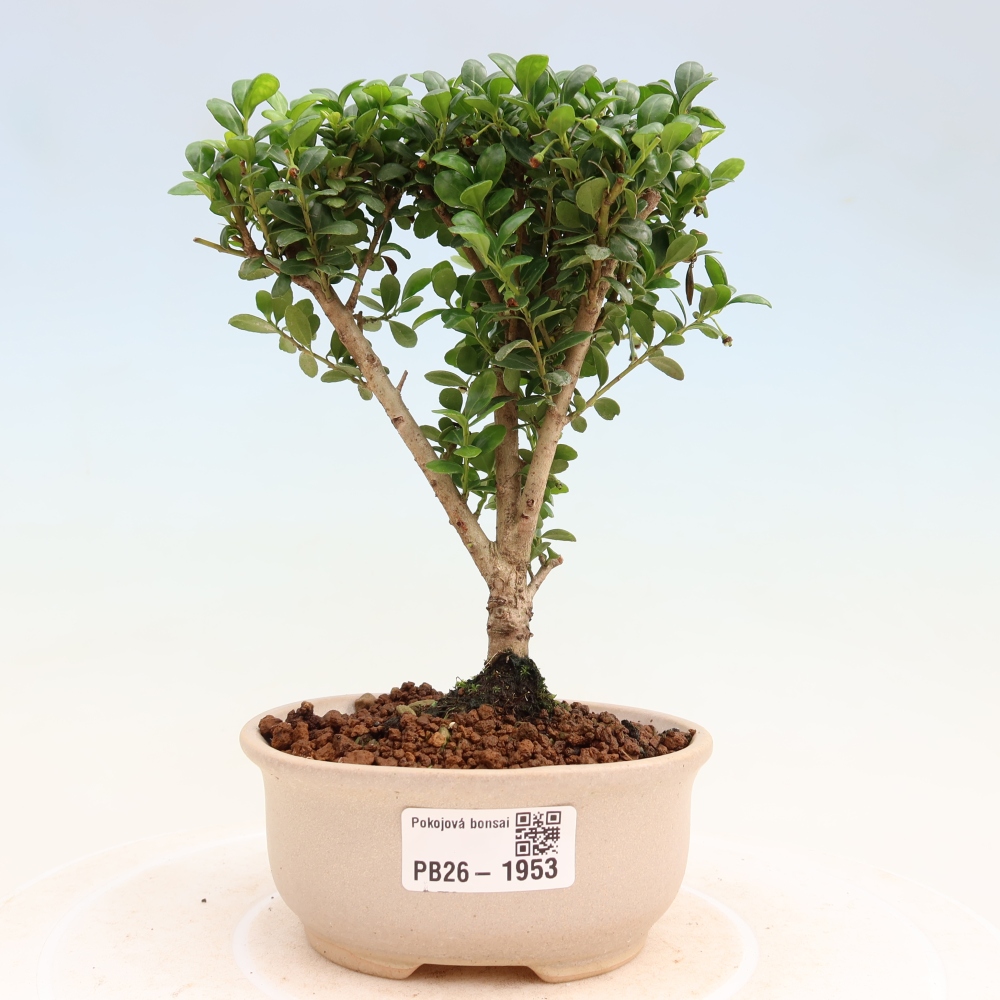 Pokojová bonsai - Ilex crenata - Cesmína