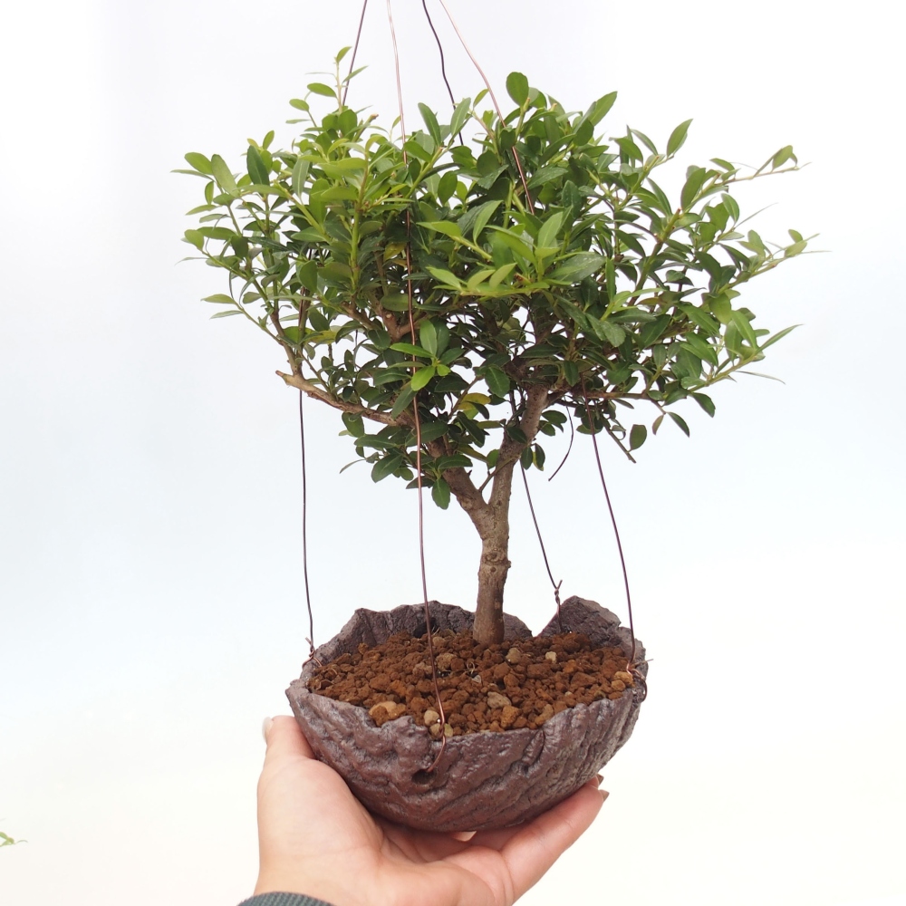 Kokedama v keramice - Ilex crenata - Cesmína