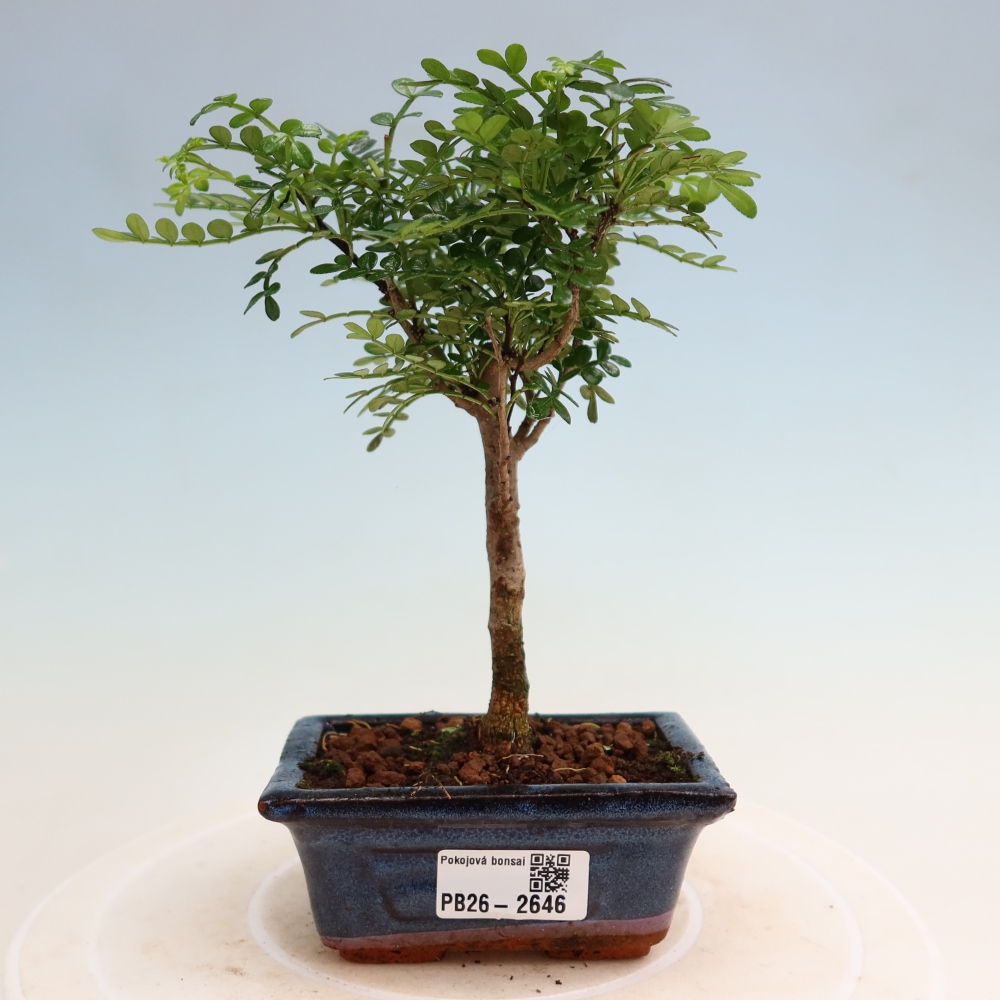 Pokojová bonsai - Zantoxylum piperitum - pepřovník