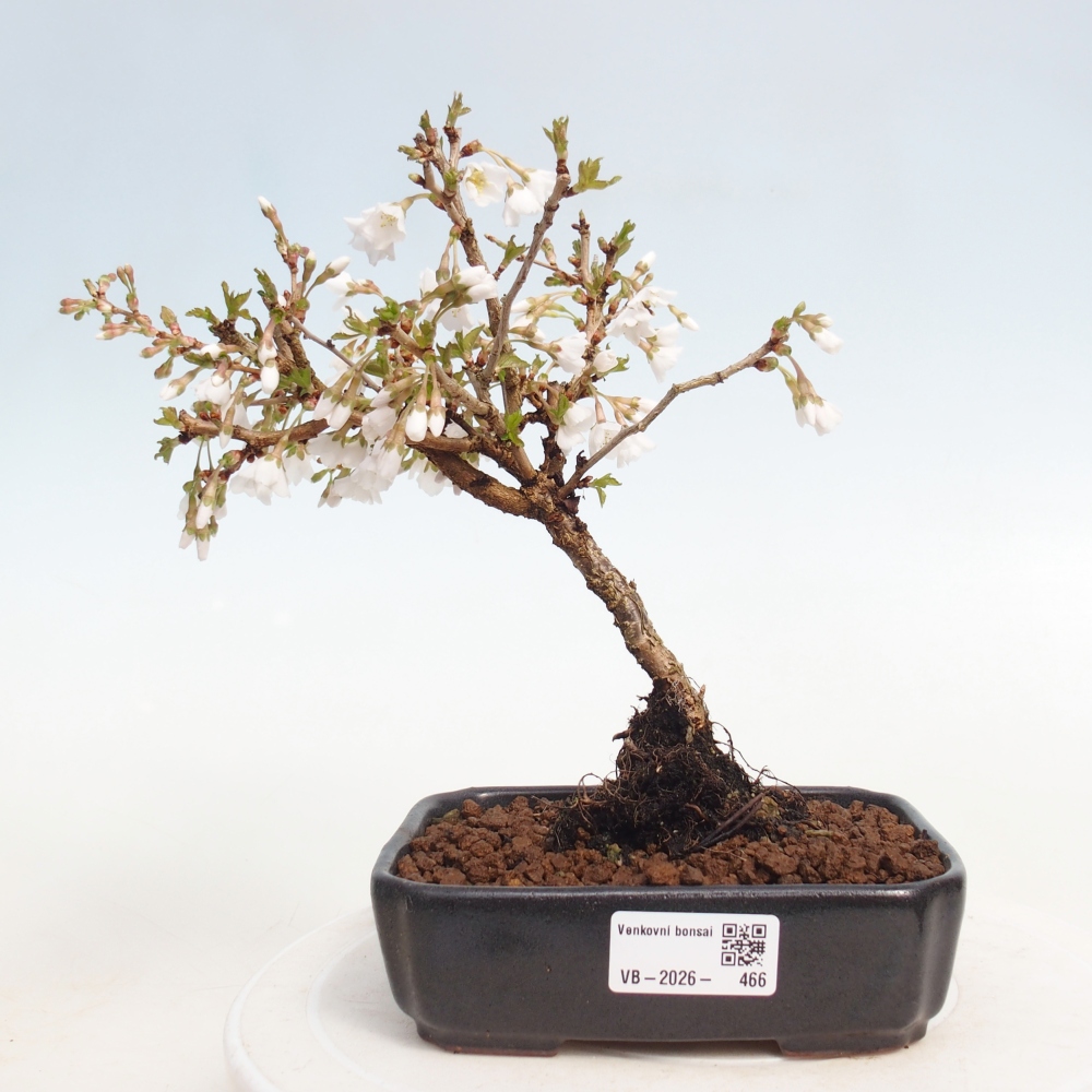 Venkovní bonsai - Prunus incisa Kojou-no mai-Slivoň vyříznutá