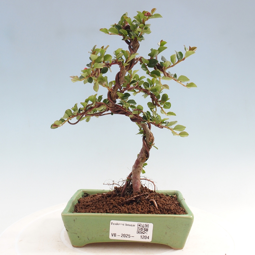 Venkovní bonsai-Cotoneaster horizontalis - Skalník