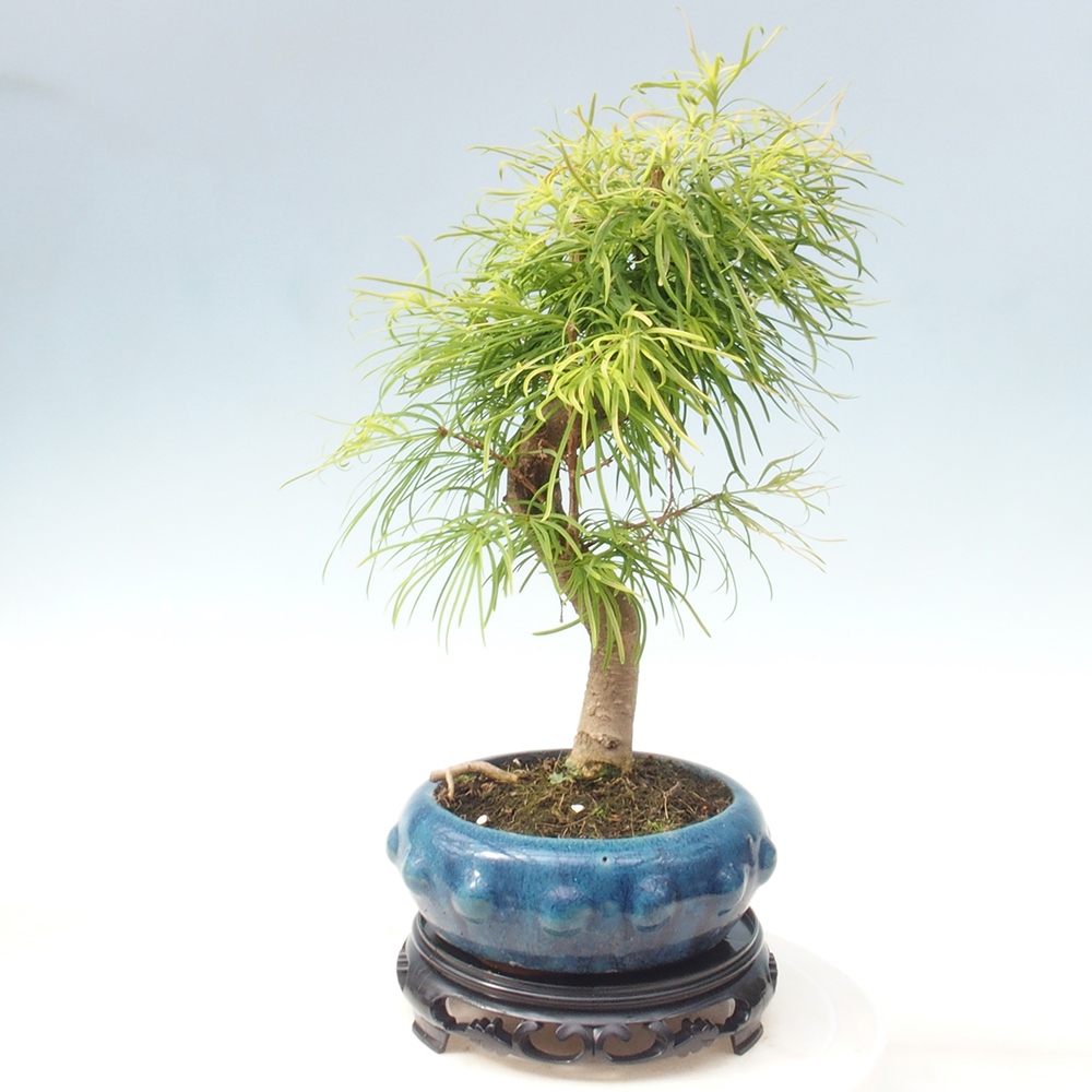 Bonsai stolek plastový kulatý 21 x 21 x 5 cm, barva černá