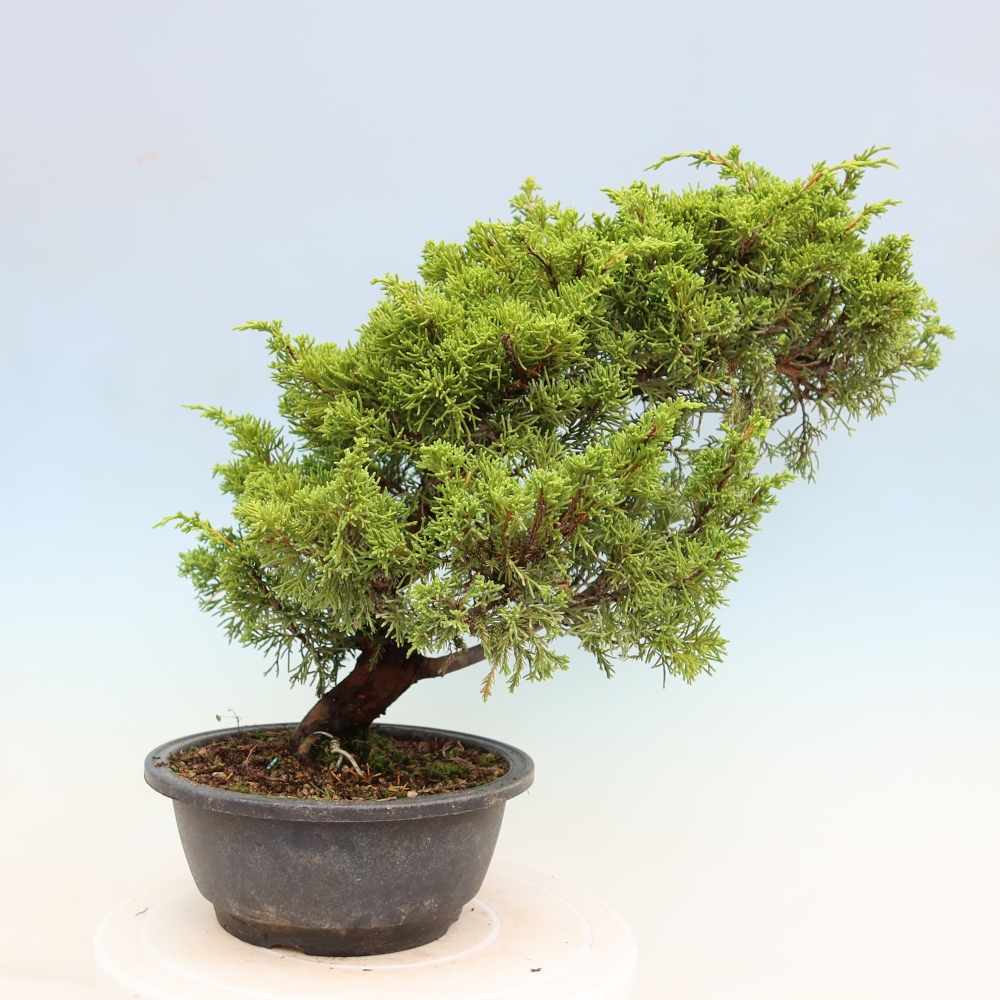 Venkovní bonsai - Juniperus chinensis Itoigawa-Jalovec čínský