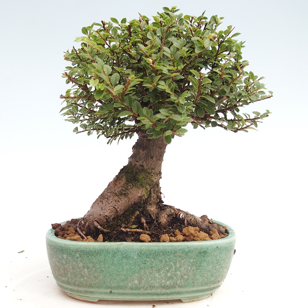 Venkovní bonsai - Ulmus parvifolia Hokkaido - jilm Čínský