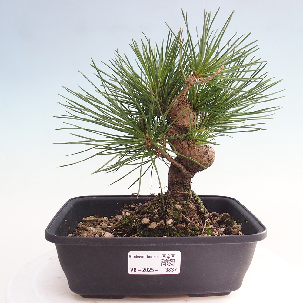Venkovní bonsai - Pinus thunbergii - Borovice thunbergova