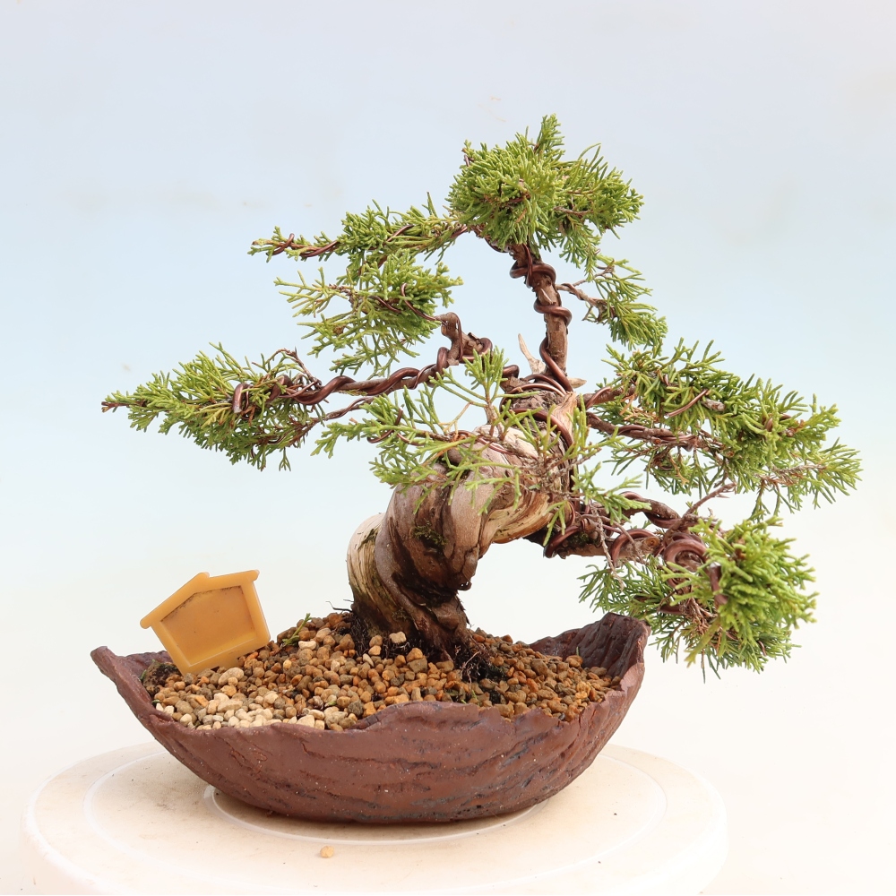 Venkovní bonsai - Juniperus chinensis Itoigawa-Jalovec čínský