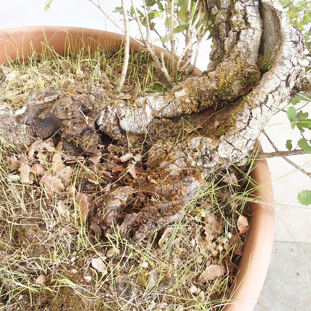 Venkovní bonsai Quercus Cerris - Dub Cer