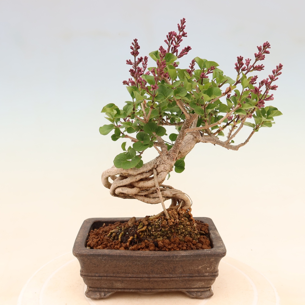 Venkovní  bonsai -  Syringa microphylla - malokvětý šeřík