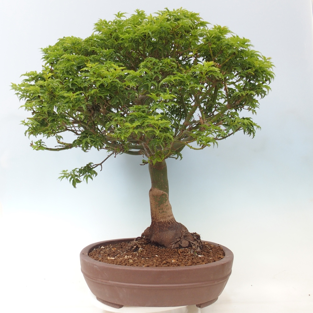 Venkovní bonsai -Javor dlanitolistý Acer palmatum Shishigashira
