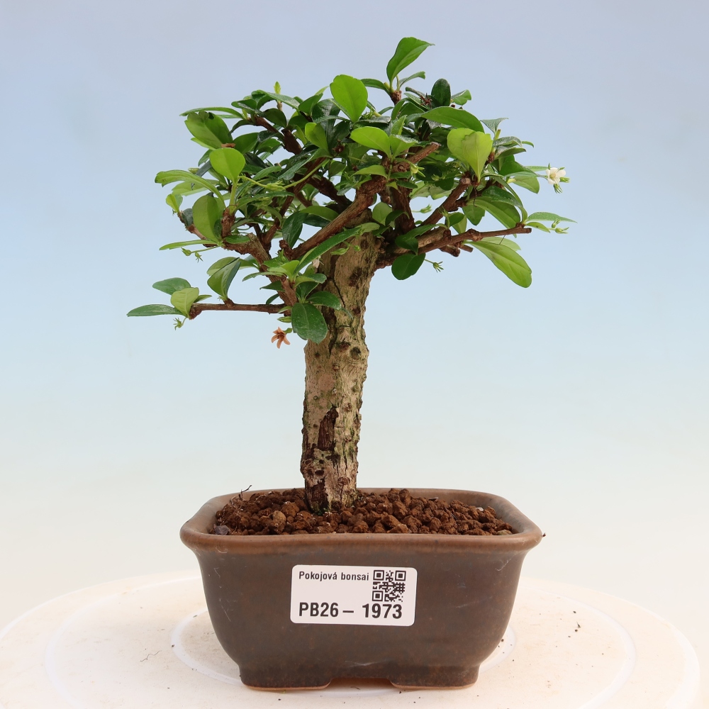 Pokojová bonsai - Carmona macrophylla - Čaj fuki