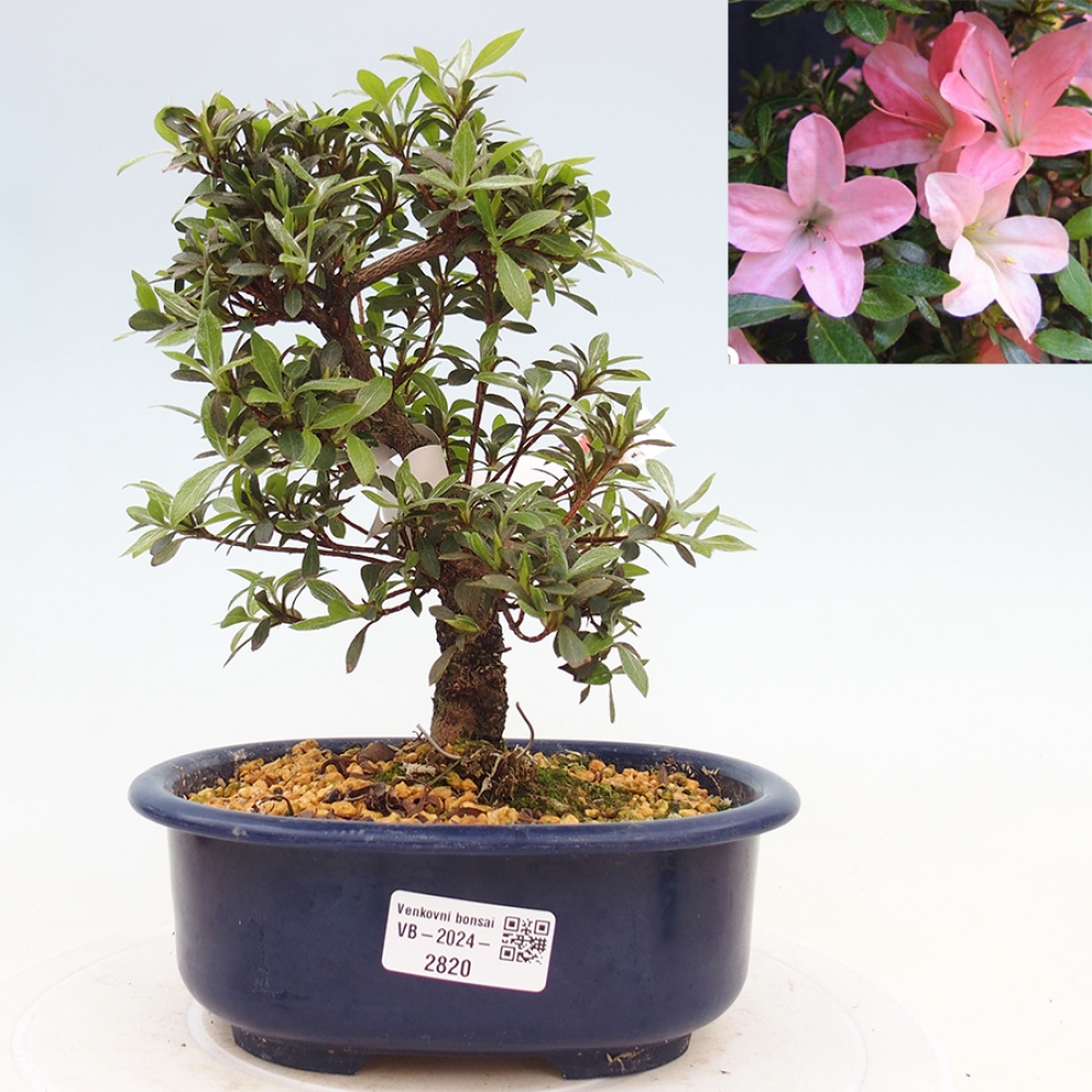 Venkovní bonsai - Japonská azalka - Azalea Nikko