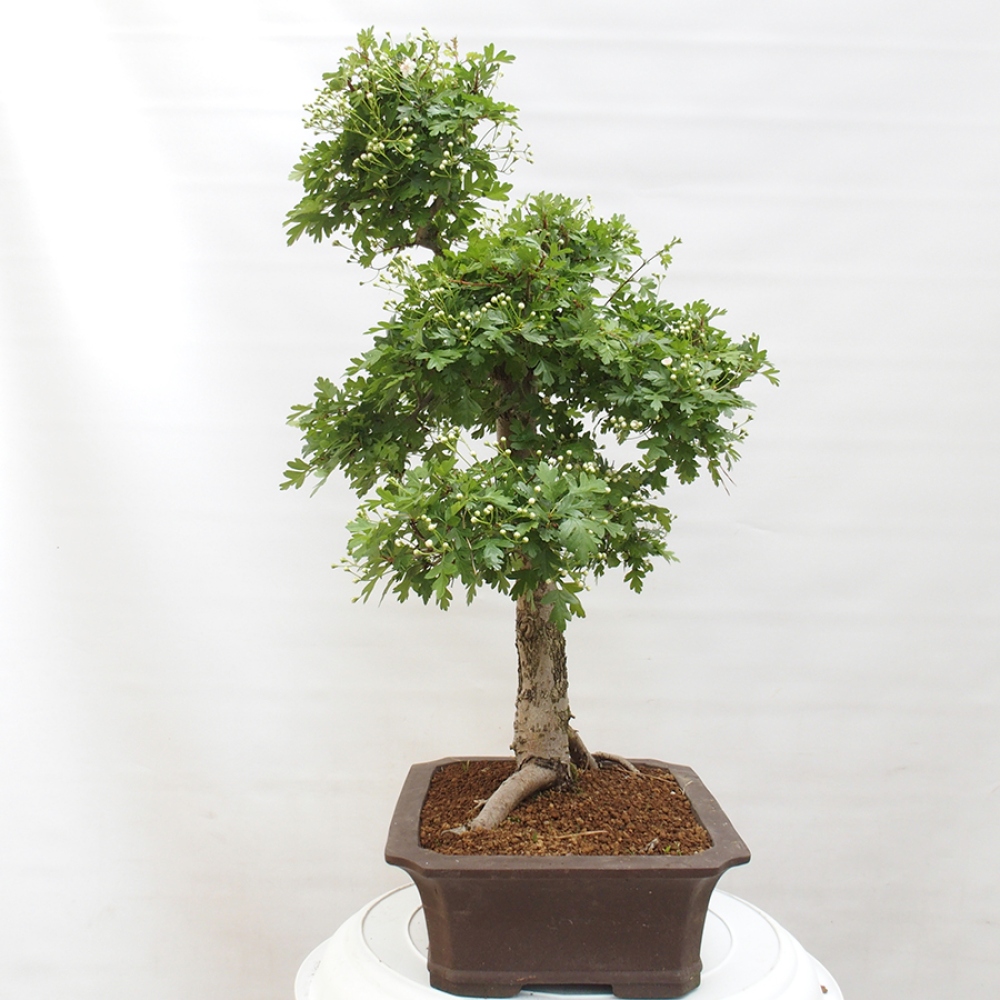 Venkovní bonsai - Hloh - Crataegus monogyna