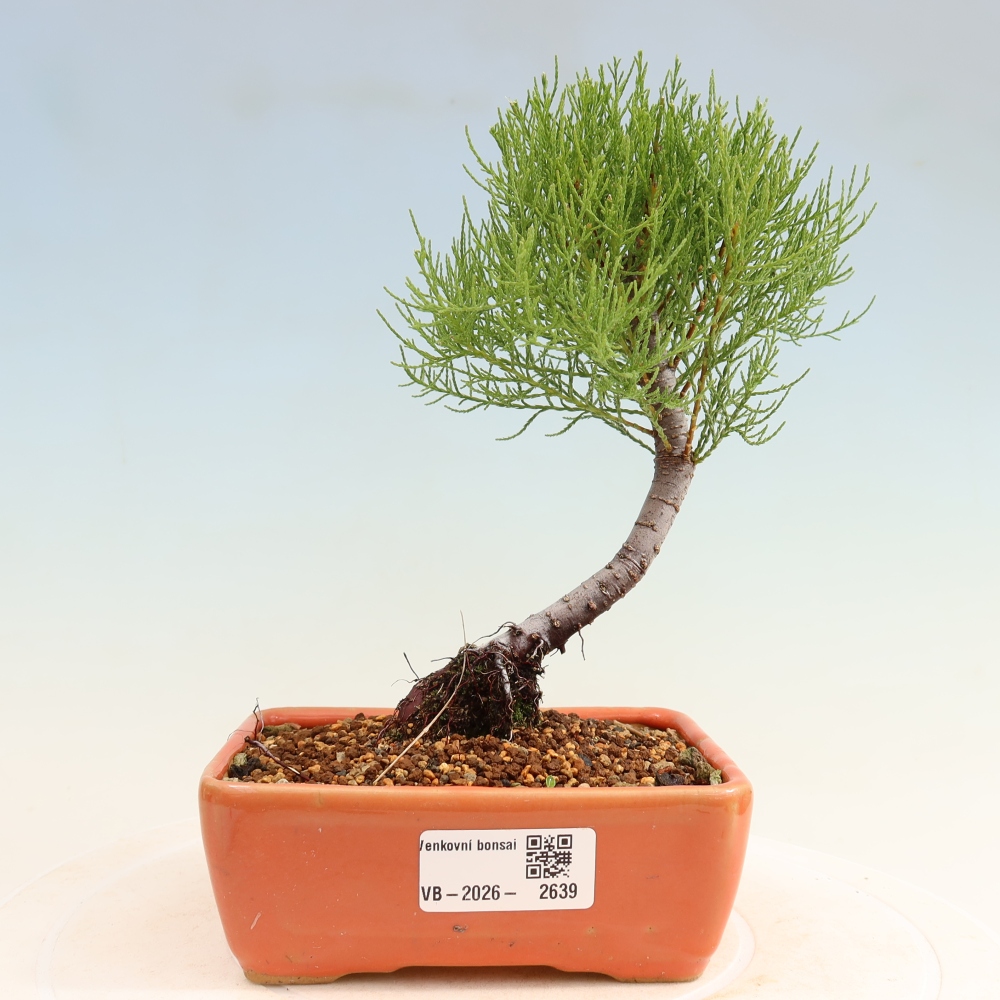 Venkovní bonsai - Tamaryšek - Tamarix