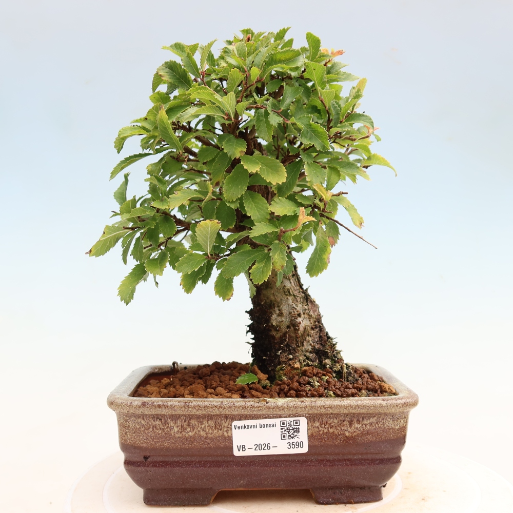 Venkovní bonsai - Zelkova - Zelkova NIRE