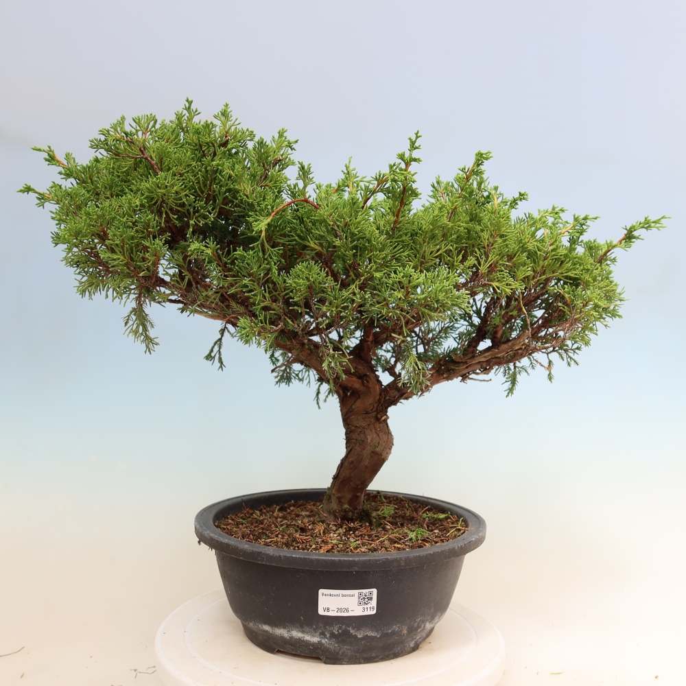 Venkovní bonsai - Juniperus chinensis Itoigawa-Jalovec čínský