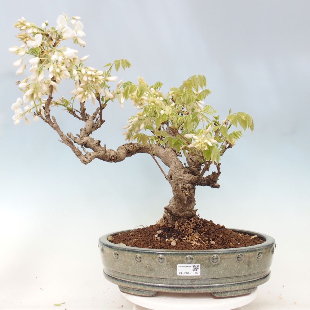Venkovní bonsai - Vistarie  - Wisteria 