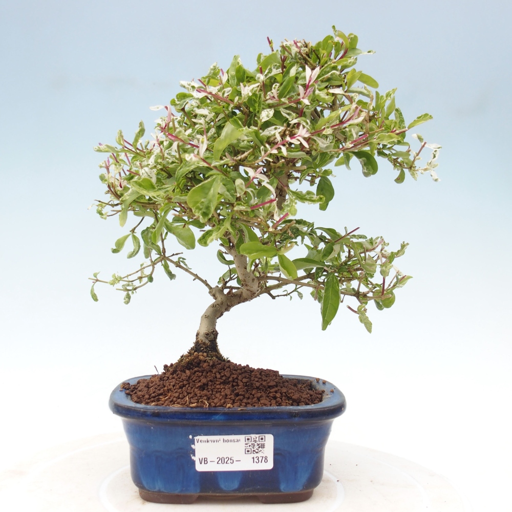 Venkovní bonsai - Ligustrum obtusifolium - Ptačí zob tupolistý