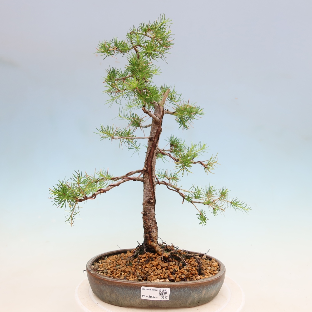 Venkovní bonsai -Larix decidua - Modřín opadavý 