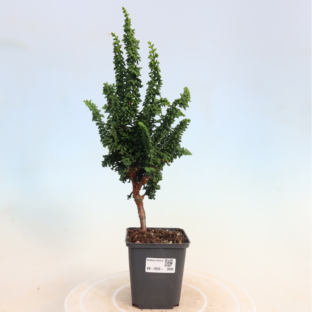 Venkovní bonsai - Cham. obtusa SEKKA HINOKI - Cypřišek