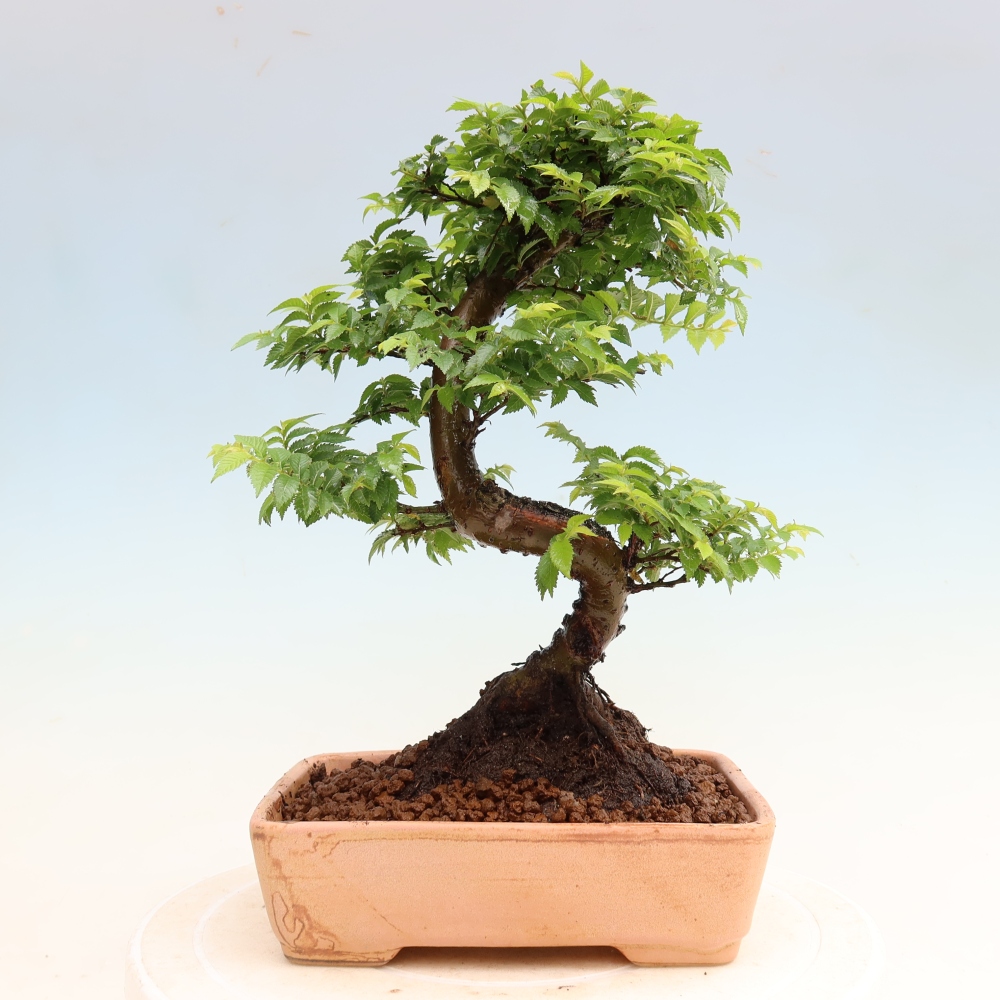 Venkovní bonsai - Ulmus Jacqueline Hillier - Jilm nádherný