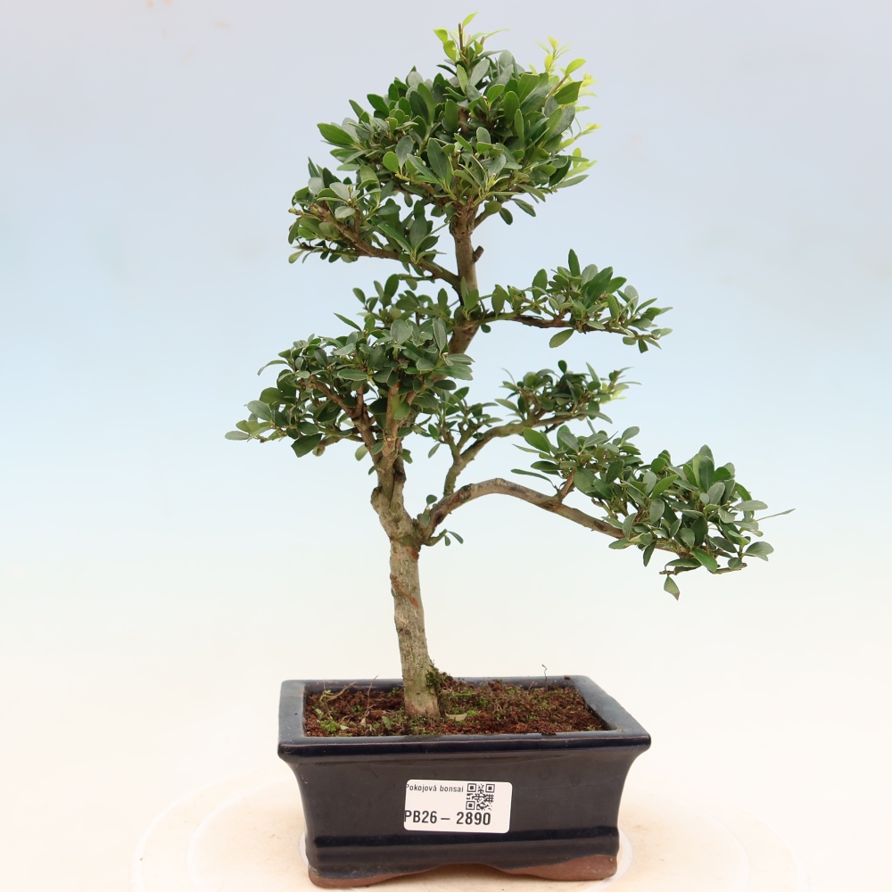 Pokojová bonsai - Ilex crenata - Cesmína