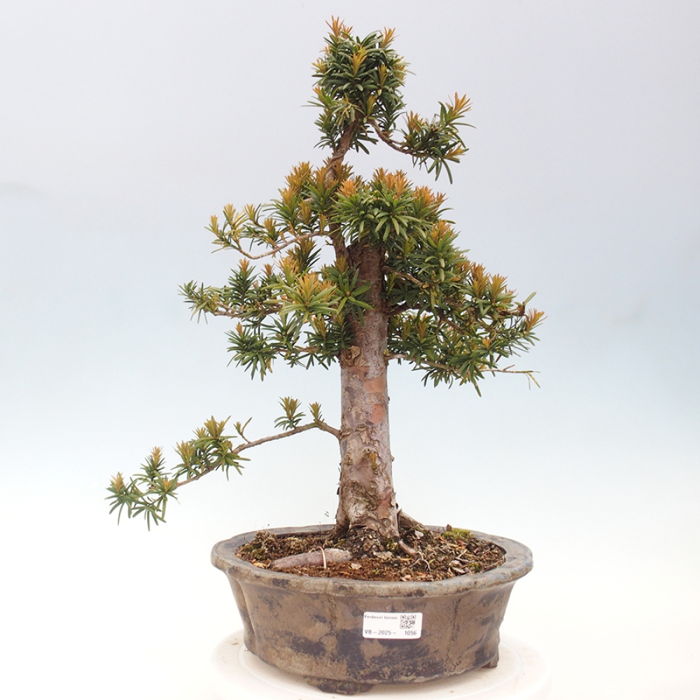 Venkovní bonsai - Taxus cuspidata  - Tis japonský