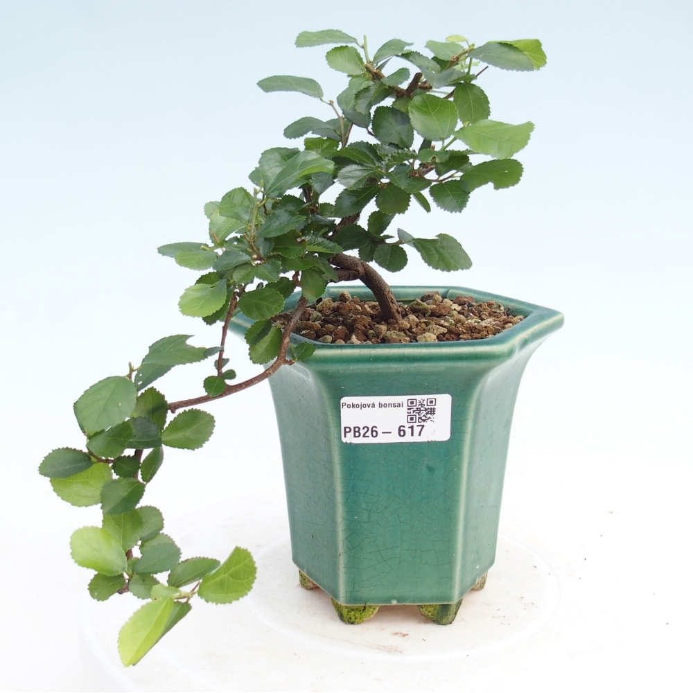 Pokojová bonsai - Grewia occidentalis - Hvězdice levandulová