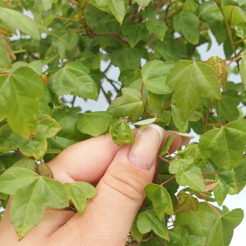 Venkovní bonsai - Acer Buergerianum - Javor Burgerův