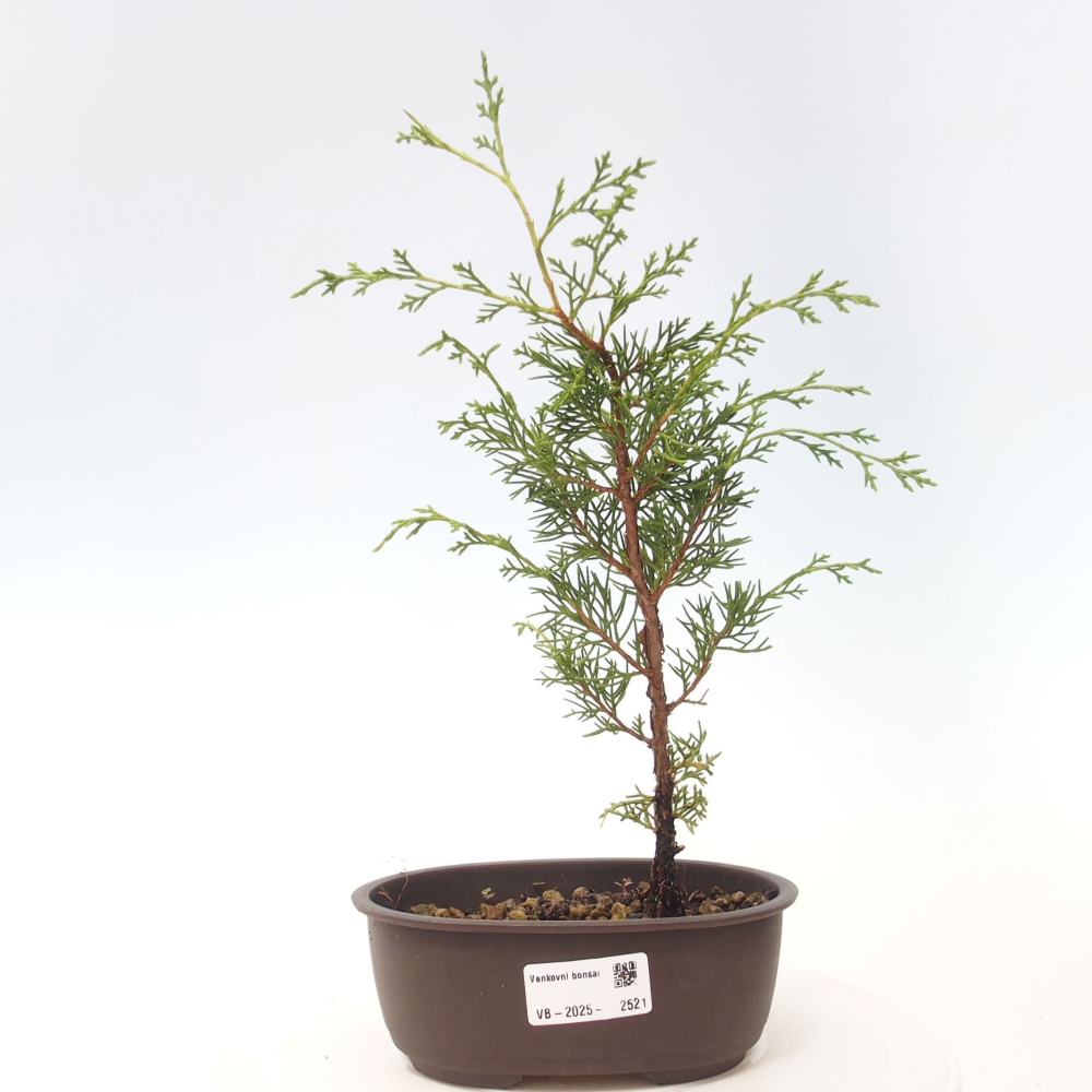 Venkovní bonsai - Juniperus chinensis Itoigawa -Jalovec čínský