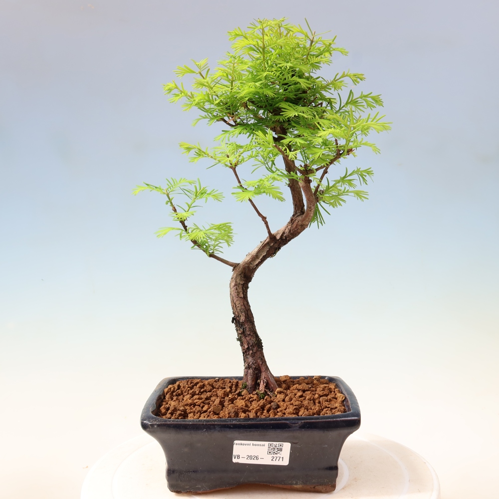 Venkovní bonsai - Metasequoia glyptostroboides - Metasekvoje čínská