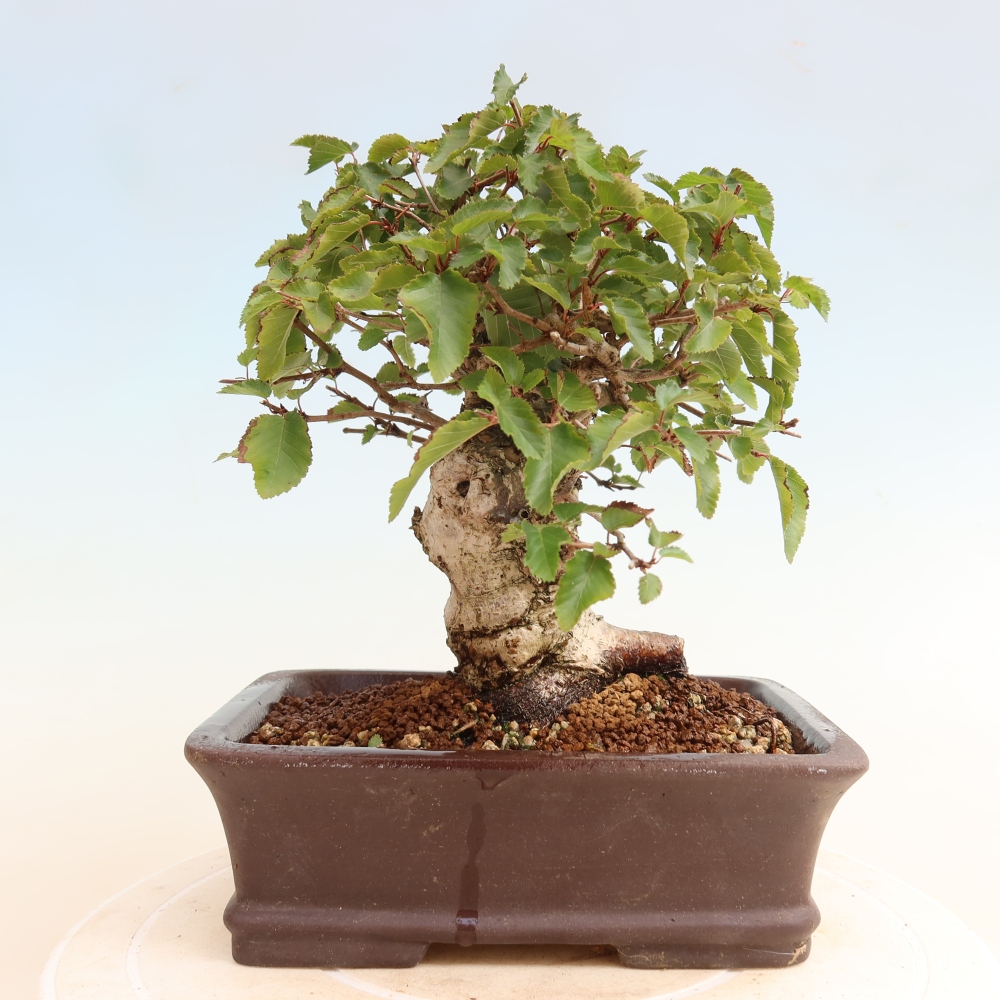 Venkovní bonsai -Carpinus CARPINOIDES - Habr korejský