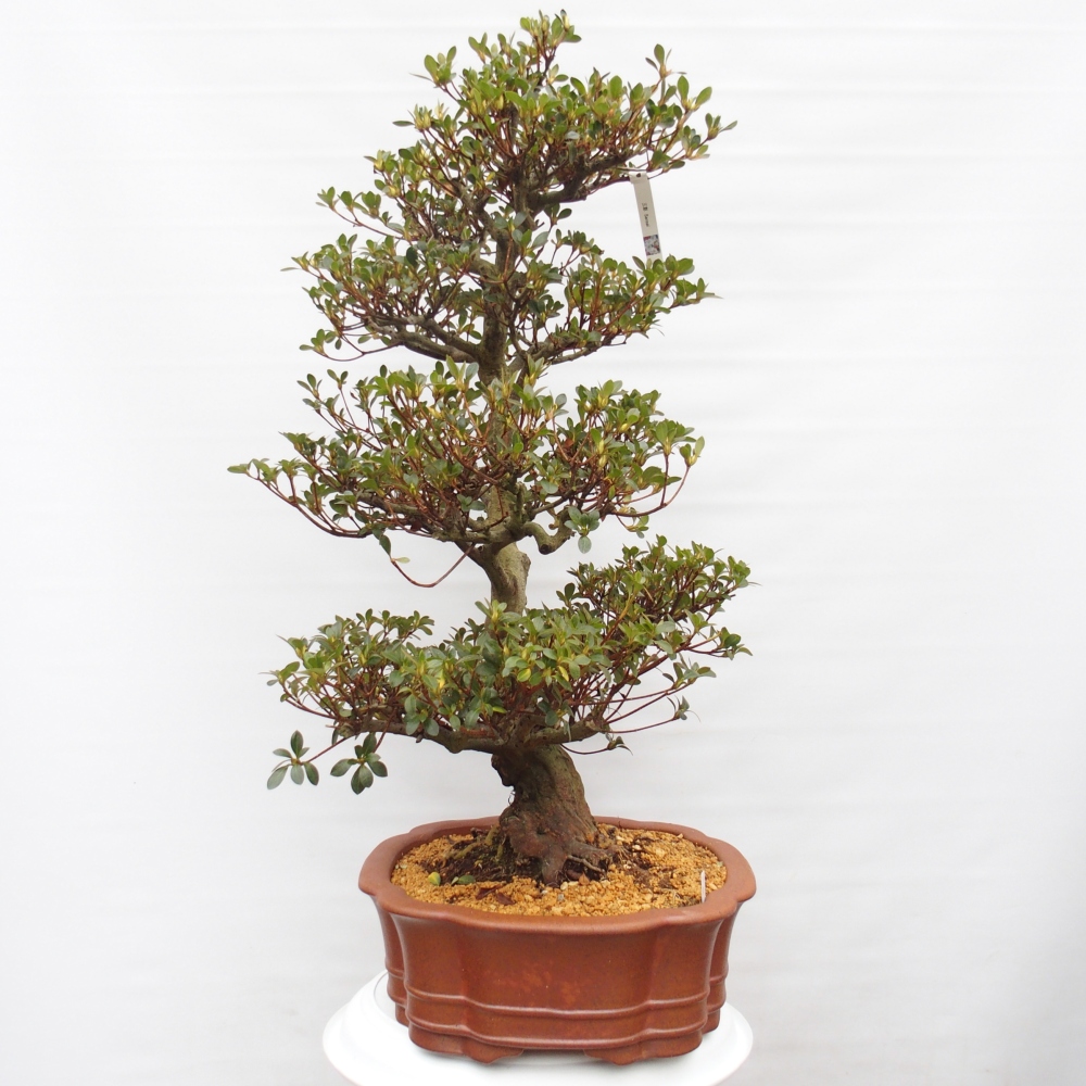Venkovní bonsai - Japonská azalka - Azalea Sansei