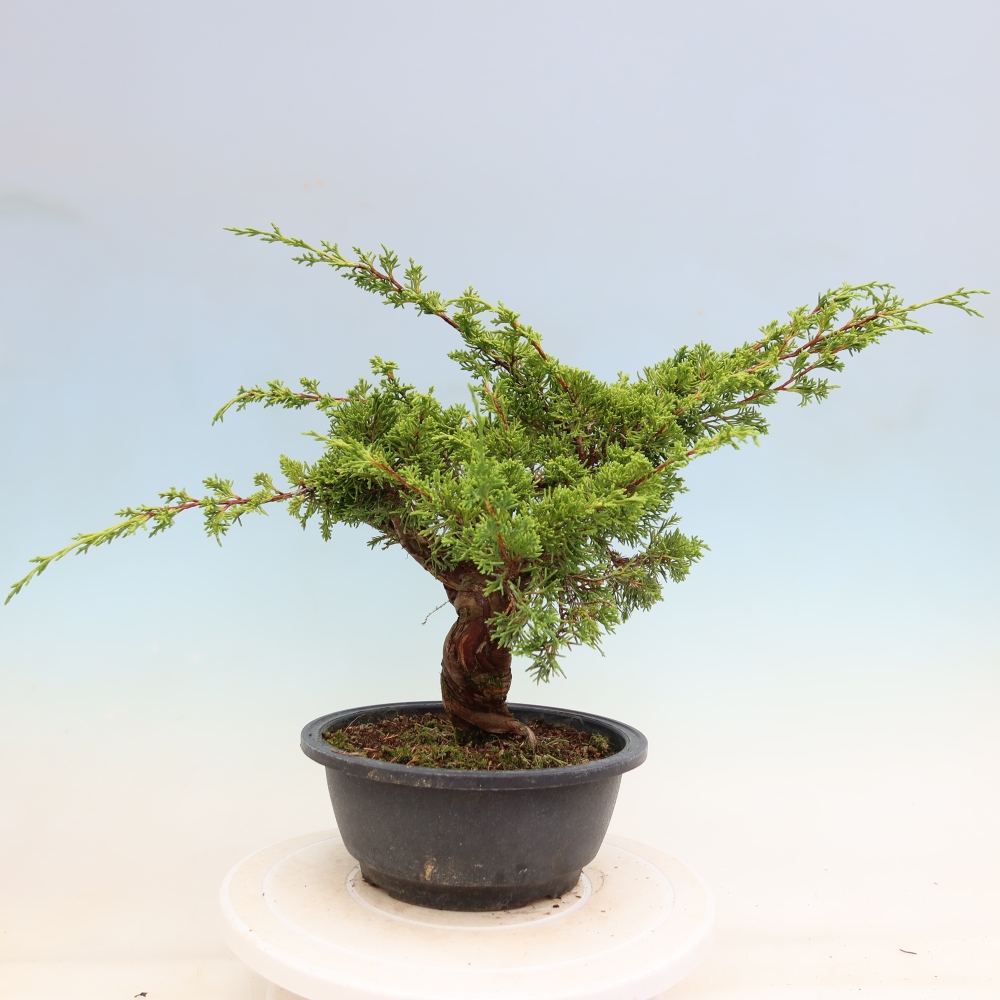 Venkovní bonsai - Juniperus chinensis Itoigawa-Jalovec čínský