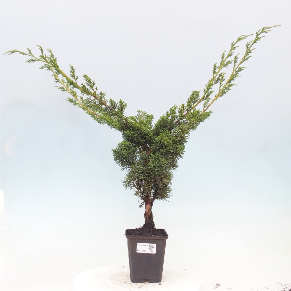 Venkovní bonsai - Juniperus chinensis Kishu -Jalovec čínský
