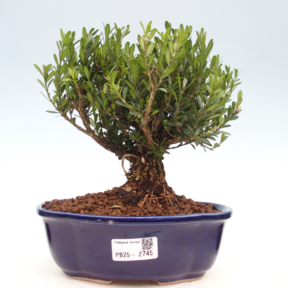 Pokojová bonsai - Buxus harlandii - korkový buxus
