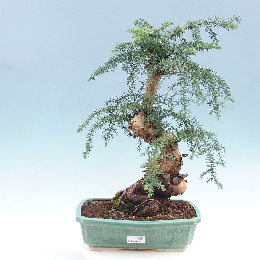Pokojová bonsai - Araukarie - pokojový smrček