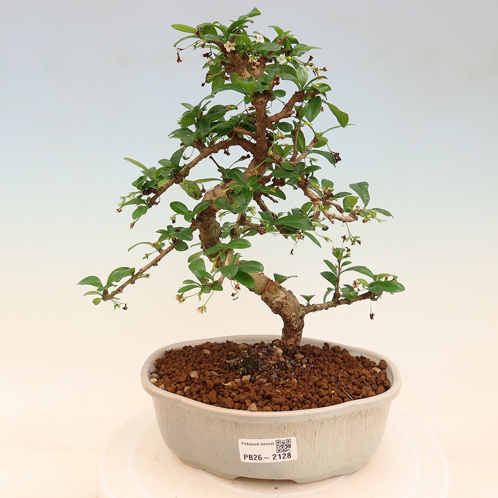 Pokojová bonsai - Carmona macrophylla - Čaj fuki