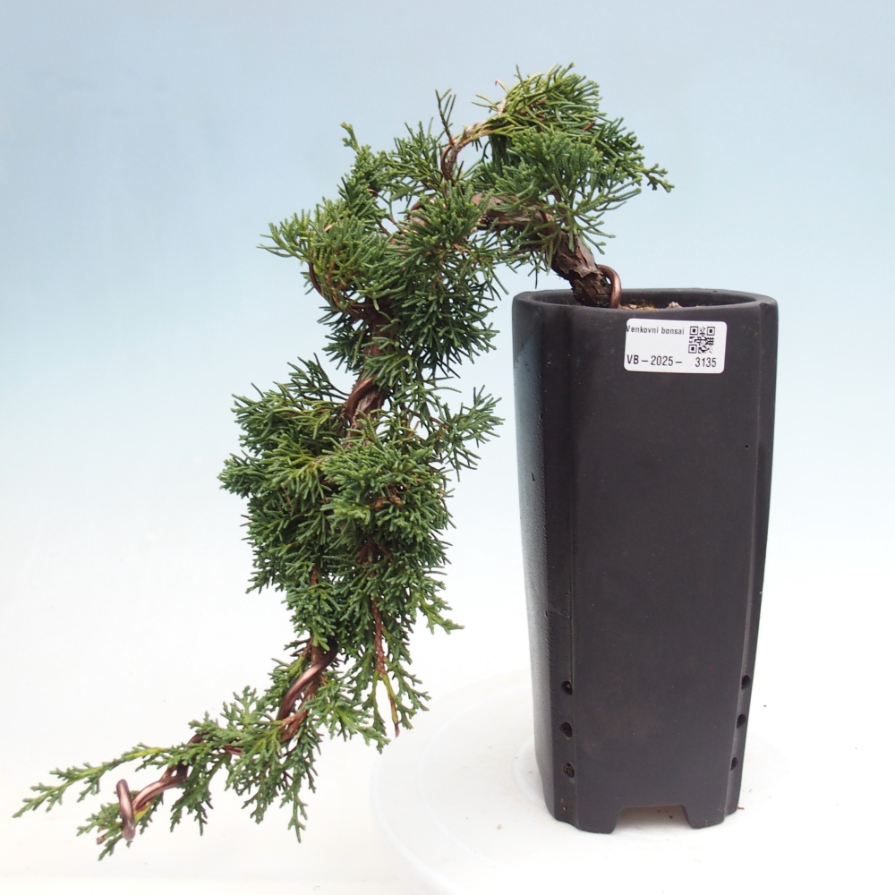 Venkovní bonsai - Juniperus chinensis Kishu -Jalovec čínský
