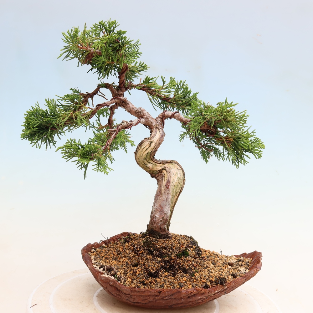Venkovní bonsai - Juniperus chinensis Itoigawa-Jalovec čínský