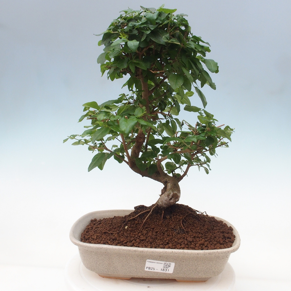 Pokojová bonsai -Ligustrum chinensis - Ptačí zob