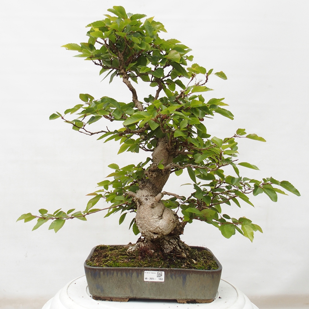 Venkovní bonsai -Carpinus CARPINOIDES - Habr korejský