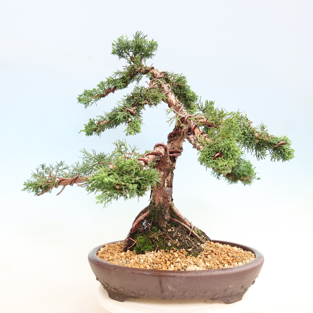 Venkovní bonsai - Juniperus chinensis Kishu -Jalovec čínský