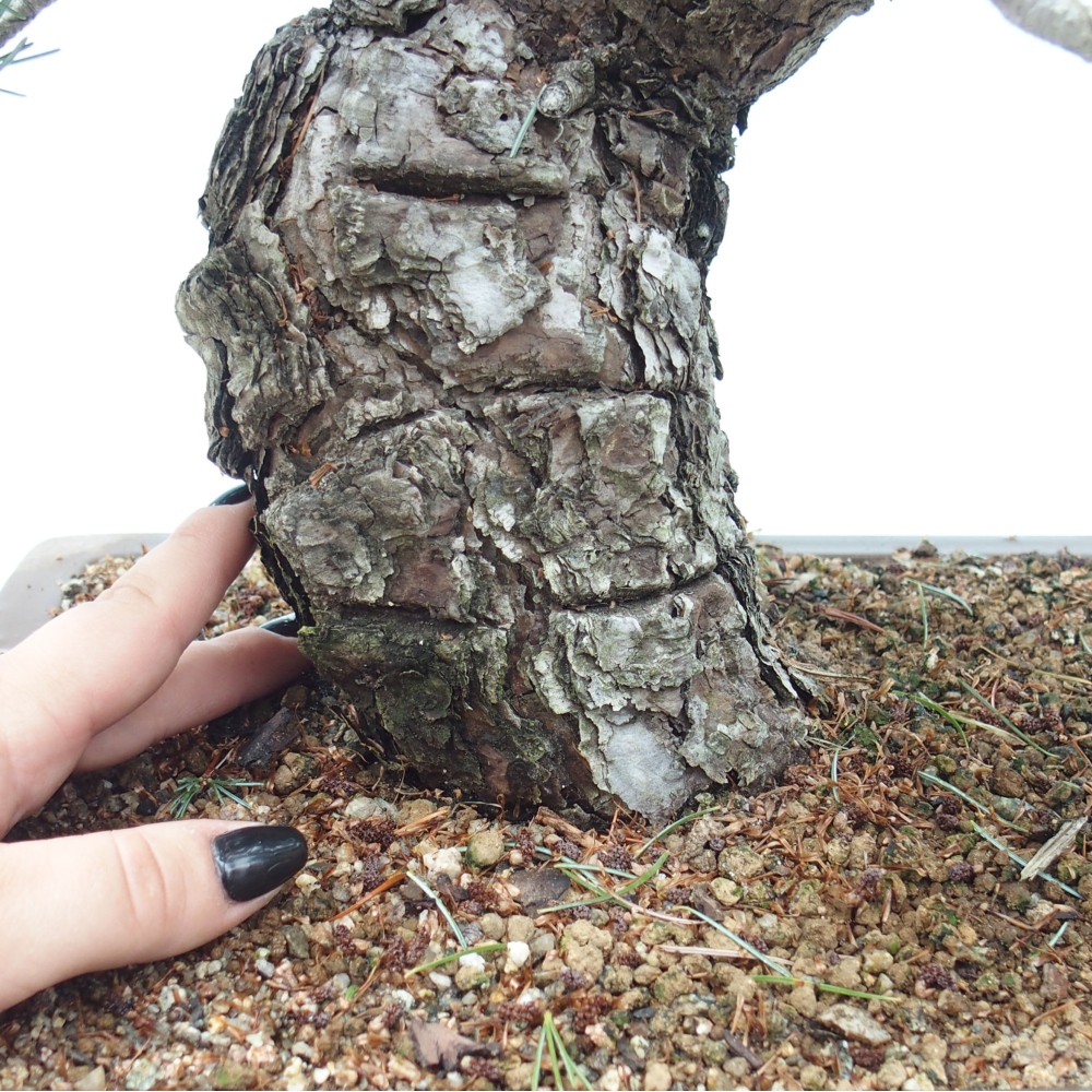 Venkovní bonsai - Pinus parviflora - Borovice drobnokvětá